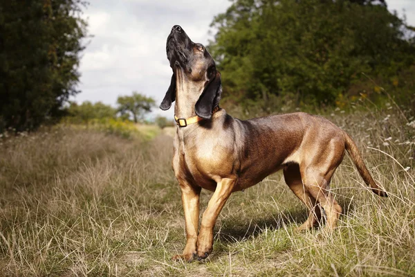Yetişkin Bavyera dağ scenthound — Stok fotoğraf