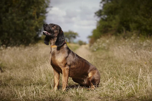 Bavyera dağ scenthound — Stok fotoğraf