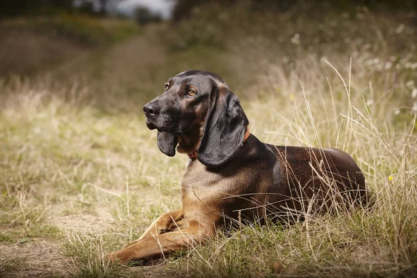 Bavyera dağ scenthound açık erkek — Stok fotoğraf