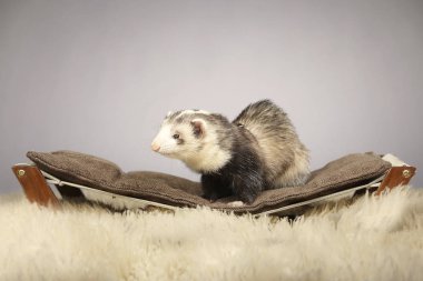 Güzel diğer modelleri studio yaban gelinciği