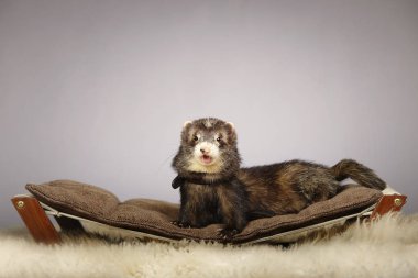 Güzel gelincik kadın kanepe Studio