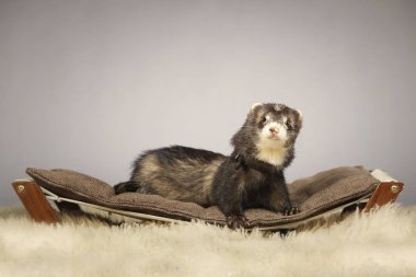 Güzel koyu gelincik kadın