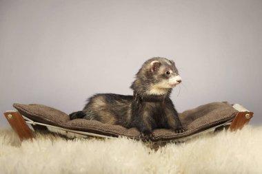 Gelincik kanepede kadın