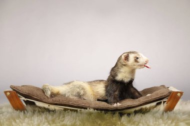 Güzel gelincik erkek