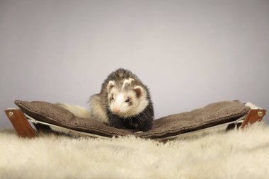 Üç yaşında dişi yaban gelinciği