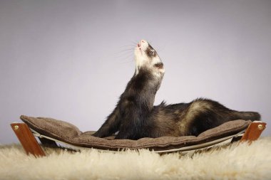 Doğal renk Divan erkek yaban gelinciği