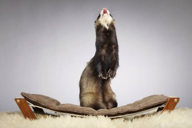 Gelincik Studio kalıyor