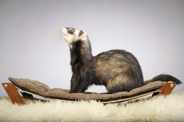 Doğal renk yaban gelinciği