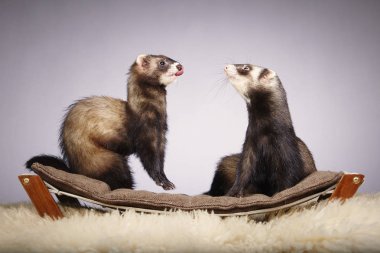 Komik gelincik Çift