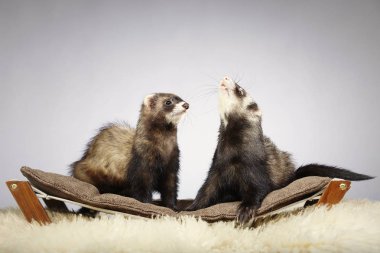 Studio iki yaban gelinciği