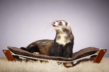 Stüdyoda erkek yaban gelinciği