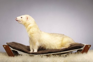 Şampanya erkek yaban gelinciği