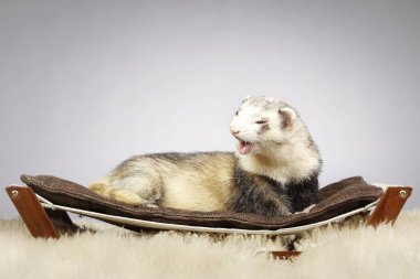 Gelincik erkek gülümseyen