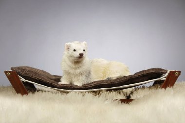 Güzel ışık gelincik