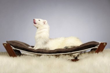 Koyu gözlü beyaz gelincik