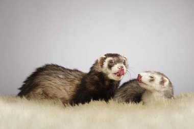 İki güzel yaban gelinciği