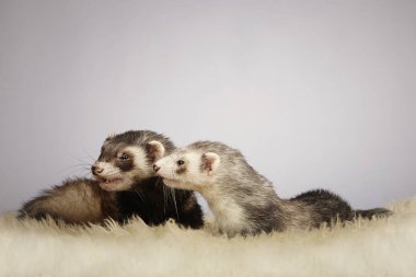 Erkek ve dişi yaban gelinciği