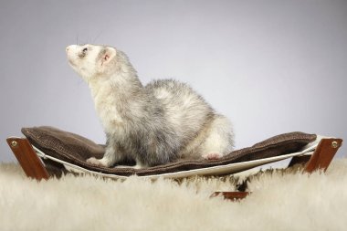 Studio güzel yaban gelinciği