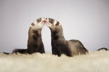 Yaban gelinciği studio öpüşme