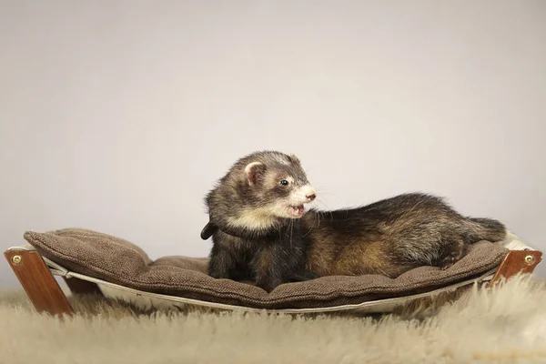 Donkere ferret poseren op Bank — Stockfoto