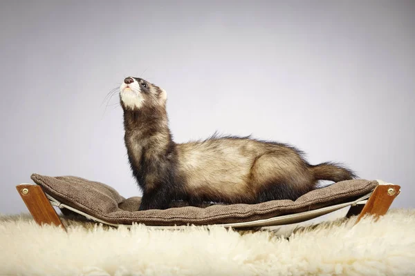 Natürliche Farbe Frettchen Männchen — Stockfoto