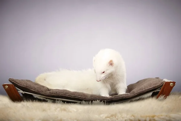 Furetto Albino sul divano — Foto Stock