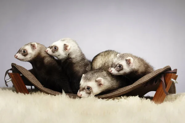 Grupo Ferret em estúdio — Fotografia de Stock