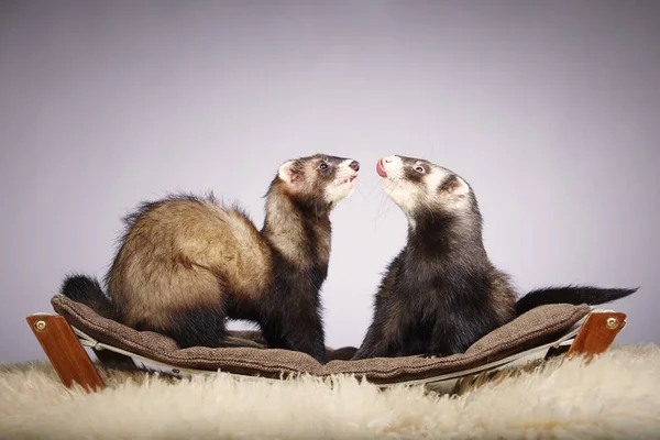 Couple of ferrets — Stock Photo, Image