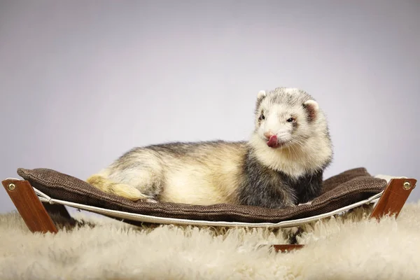 Volwassen ferret man — Stockfoto