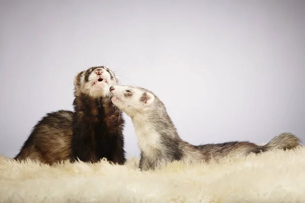Couple of ferrets — Stock Photo, Image