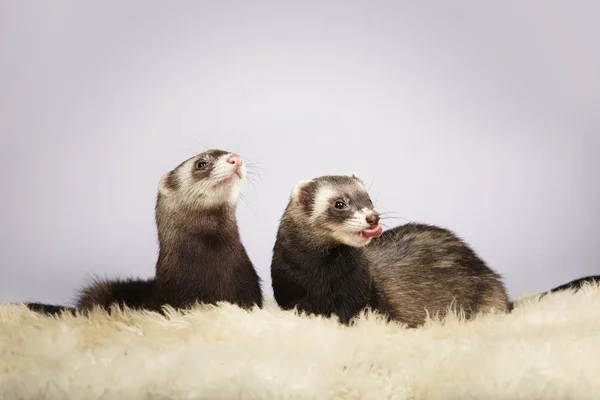 Two lovely ferrets — Stock Photo, Image