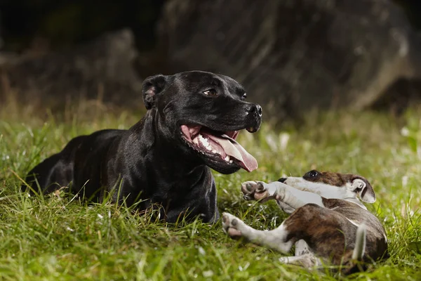 Stafordšírský bulteriér pes a malý přítel — Stock fotografie