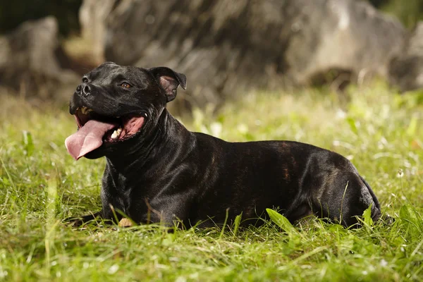 Schöner Staffordshire Bullterrier Hund im Park — Stockfoto