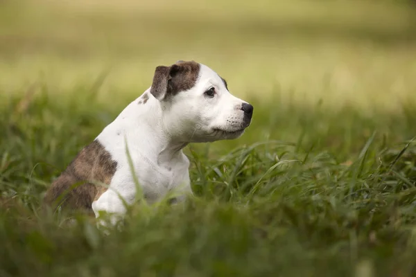 Ładne Staffordshire bull Terier szczeniak w parku — Zdjęcie stockowe