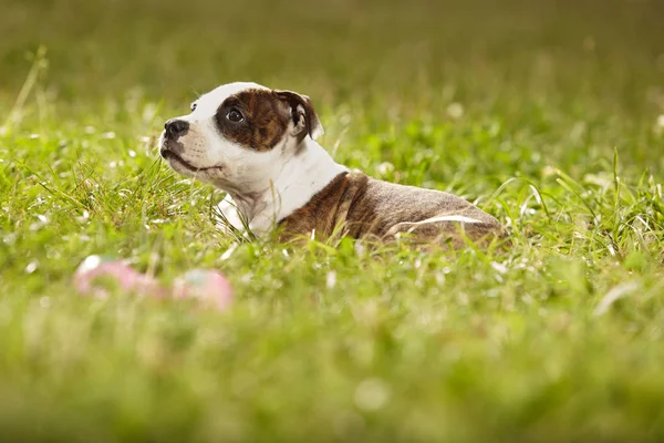 公園で面白いスタッフォードシャー ・ ブル ・ テリア子犬 — ストック写真