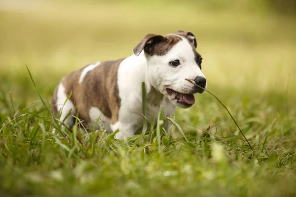 Mooie Staffordshire bull terrier pup in park — Stockfoto