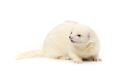 Pretty posing fluffy dark eyed white ferret on white background clipart