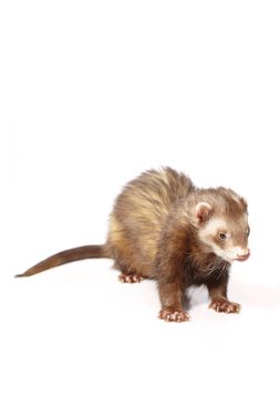 Güzel poz kabarık koyu çikolata gelincik beyaz arka plan üzerinde