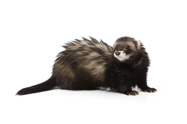 Vrij poseren pluizig donkere ferret op witte achtergrond — Stockfoto