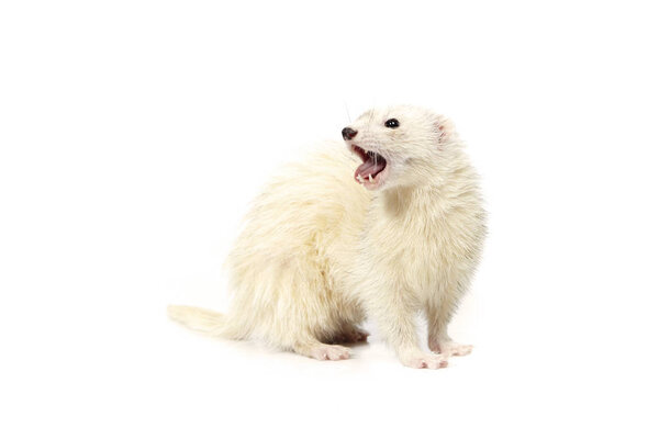 Pretty posing fluffy dark eyed white ferret on white background