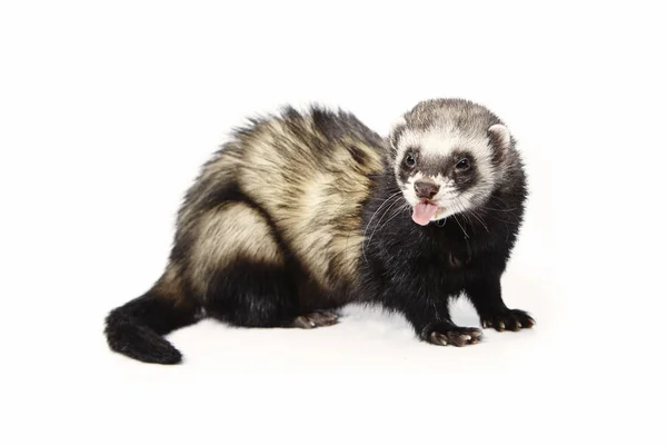 Pretty posing fluffy standard color ferret on white background — Stock Photo, Image