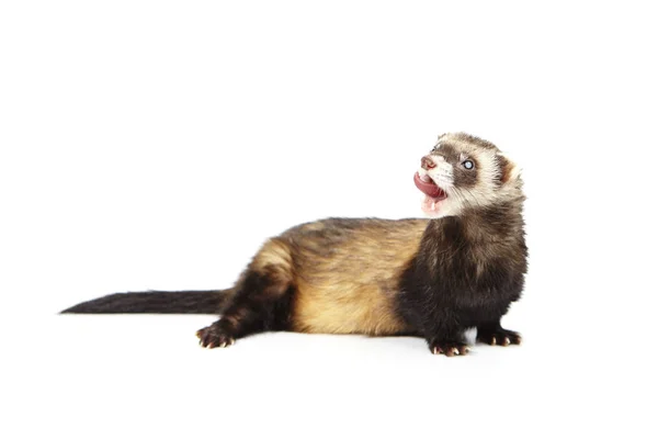 Pretty posing fluffy blind ferret on white background — Stock Photo, Image