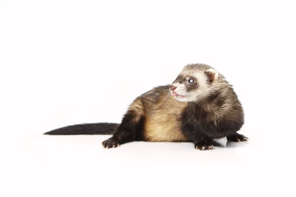 Pretty posing fluffy blind ferret on white background — Stock Photo, Image