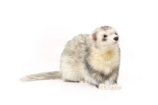 Belle pose furet argenté moelleux sur fond blanc — Photo