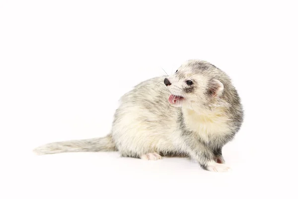 Nice posing fluffy silver horret on white background — стоковое фото