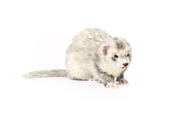 Nice posing fluffy silver ferret on white background — Stock Photo, Image