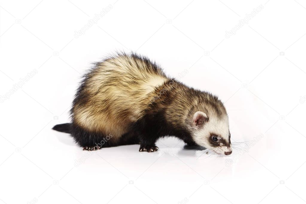 Pretty posing fluffy standard color ferret on white background