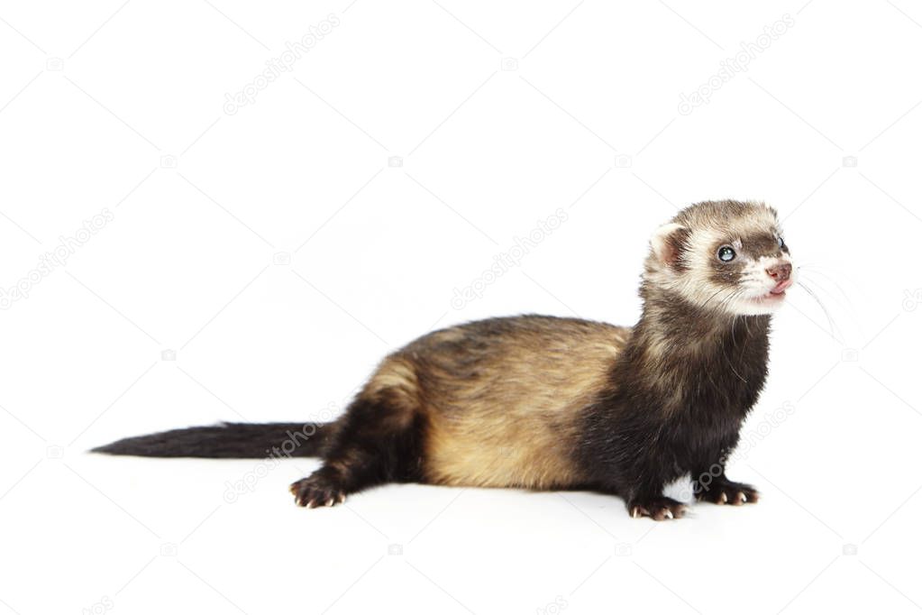 Pretty posing fluffy blind ferret on white background