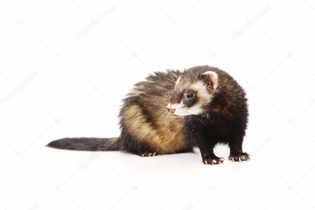 Nice posing fluffy dark ferret on white background