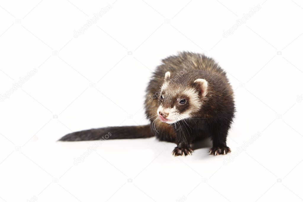 Nice posing fluffy dark ferret on white background